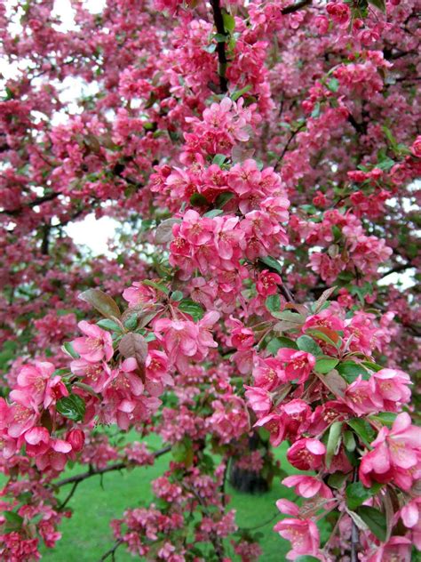 Rebecca Cunningham: Dwarf Flowering Crabapple Trees Zone 5 / Small Or Dwarf Weeping Trees For ...