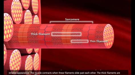 Muscle Contraction Process: Molecular Mechanism [3D Animation] (+playlist) | Teaching biology ...