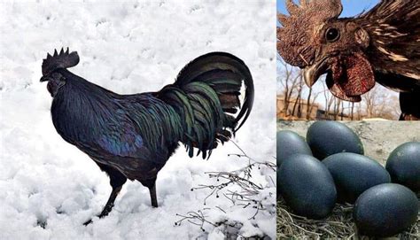 5 Best Black Chicken Breeds (with Pictures)