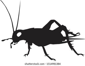 The Best 13 Cricket Insect Silhouette - aboutpartnerarts