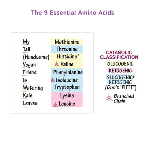 piramit neden atom essential amino acids mnemonic Cevap Cuma Yüklendi