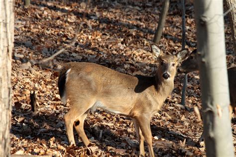 White-tailed deer | White-tailed deer (Odocoileus virginianu… | Flickr