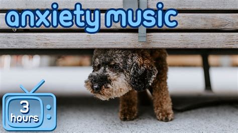 Dog Anxiety Music: Songs To Help Prevent Separation Anxiety In Dogs