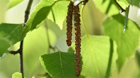 Birch pollen is rising and it's bad news for allergy sufferers - CGTN