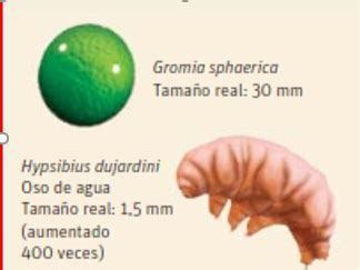 Gromia Sphaerica