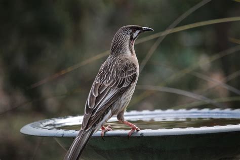 Free Images : nature, wing, wildlife, beak, fauna, australia, native, vertebrate, shorebird ...