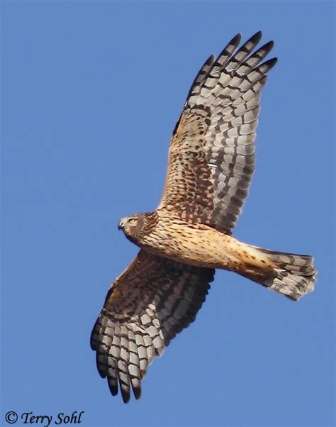 Northern Harrier - South Dakota Birds