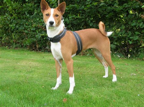 Basenji - Puppies, Rescue, Pictures, Information, Temperament, Characteristics | Animals Breeds