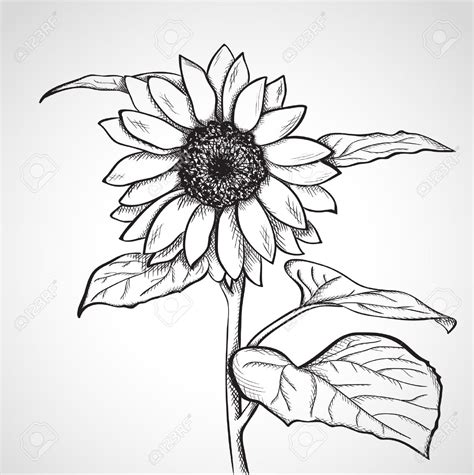 Sunflower Drawing Images Free at GetDrawings | Free download