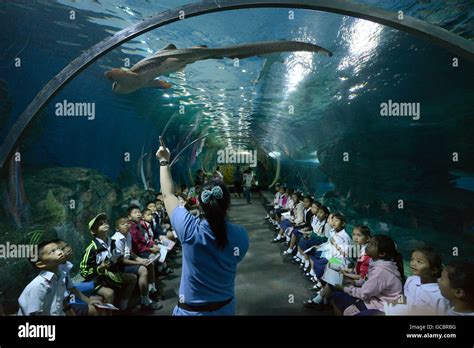 the Siam Ocean World Aquarium in the city centre in Pratunam in the ...