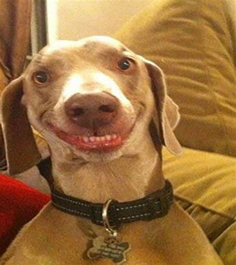 Funny-Dog-faces-13 | Smiling dogs, Funny dog faces, Funny animal pictures