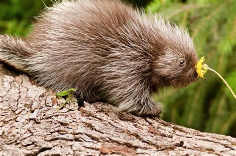 Baby Porcupines