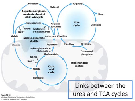 The urea cycle -regulation, energy cost, disorders and treatments ...