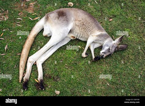 Sleeping Kangaroo