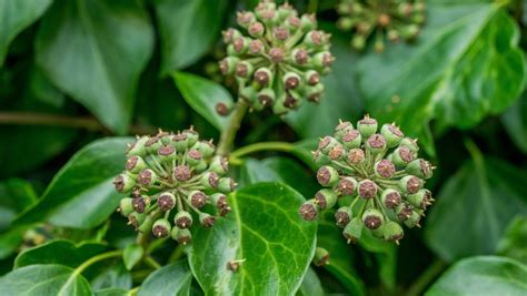 Ivy (Hedera helix) - British Wildflowers - Woodland Trust