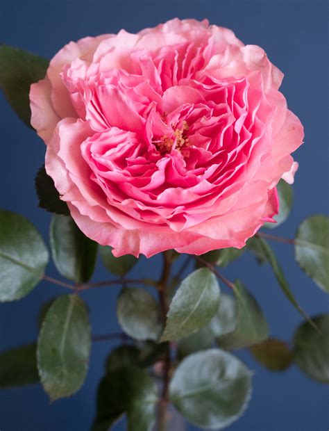 Home | Rose varieties, Pink garden, Rose