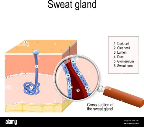 sweat gland. cross-section of the human skin, with the sweat gland. Close-up of dark and clear ...