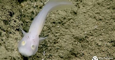 Real Monstrosities: Blind Cusk Eel