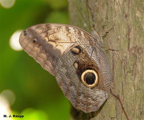 Destination Belmopan, Belize – Look who’s looking at you: Owl butterflies, Caligo sp. — Bug of ...