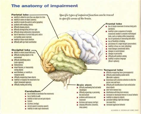 Brain Structure And Function - The Brain: Structure and Function - Video & Lesson ... / This ...