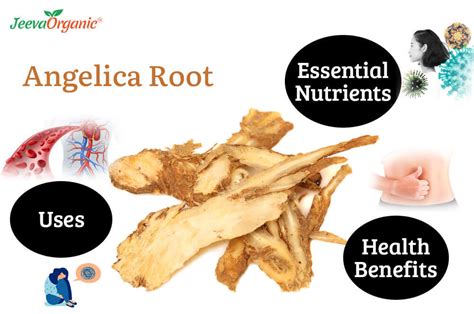 Angelica Root: Essential Nutrients, Uses and Health Benefits | Angelica