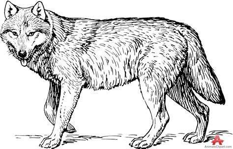 Free Gray Wolf Cliparts, Download Free Gray Wolf Cliparts png images, Free ClipArts on Clipart ...