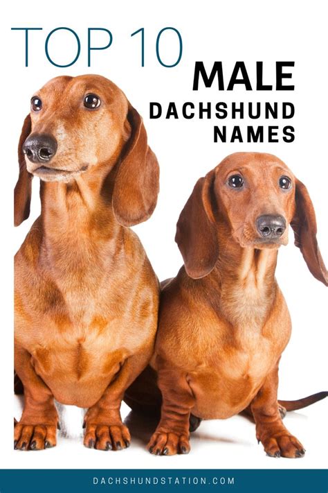 Best Dachshund Names Of 2021 - Dachshund Station in 2021 | Dachshund ...