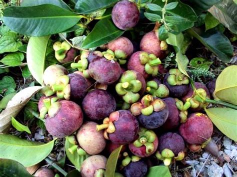 PANDUAN BUDIDAYA TANAMAN BUAH MANGGIS | Tips Petani