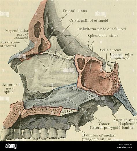 Sphenoid Sinus Anatomy