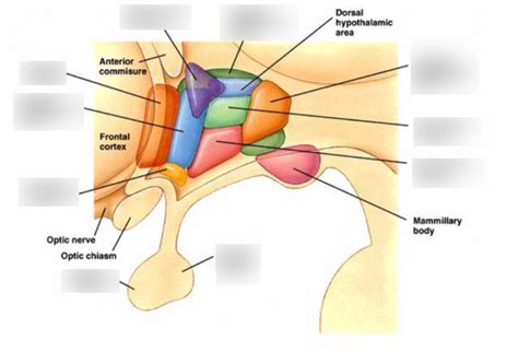 Nuclei of the Hypothalamus› Diagram | Quizlet