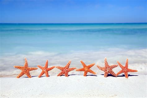 🔥 [40+] Beach and Starfish Wallpapers | WallpaperSafari