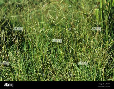 Bermuda grass Cynodon dactylon flowering grass weeds Stock Photo - Alamy