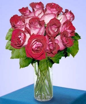 My favorite rose: fire and ice roses | Fire and ice roses, Rose bouquet, Flower quotes