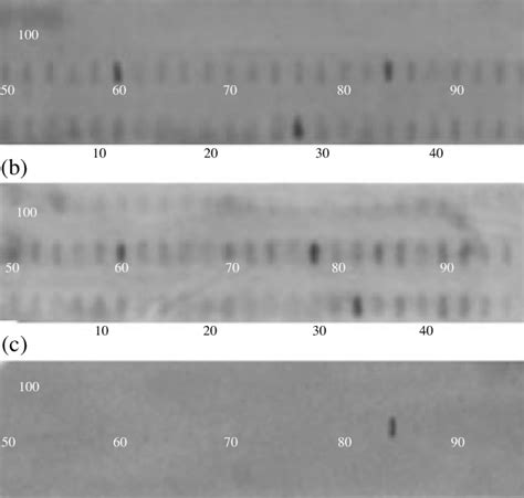 Hybridization of the oligonucleotide array with (a) total chicken DNA... | Download Scientific ...