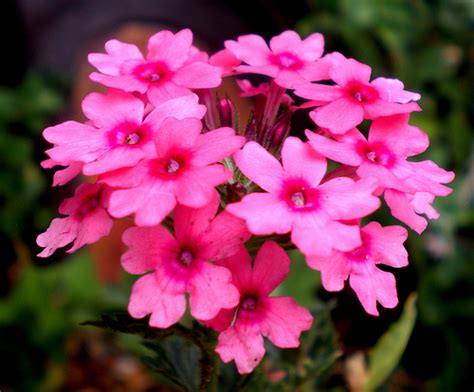 Verbena Flowers – Flowerinfo.org