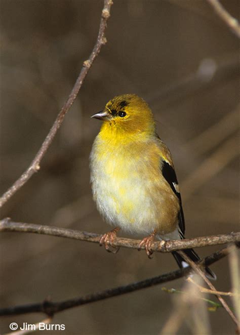 American Goldfinch