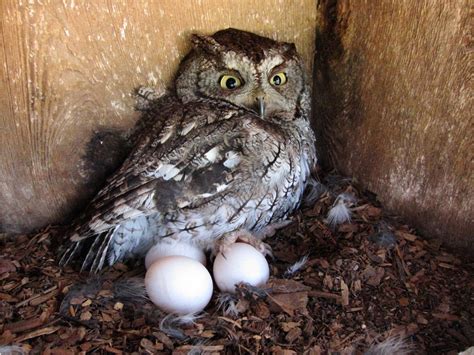 Owl Eggs: Description, Images, and Fun Facts I OwlsFact