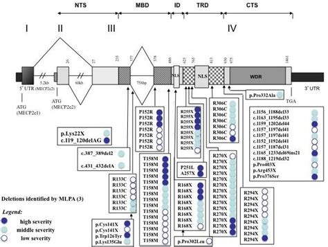 Genomic structure of MECP2 gene and localization of use of walking ...