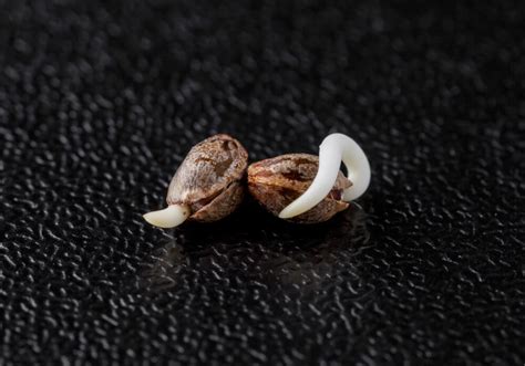 How to Germinate Cannabis Seeds | Easy High Success Method!