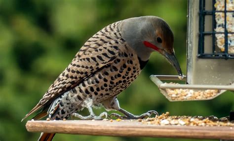 Backyard Winter Birds in Indiana - Bird Advisors