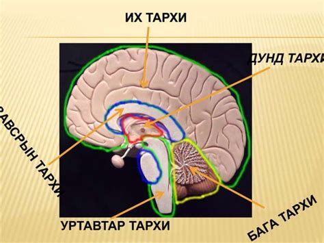 тархины бүтэц | PPT