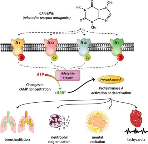 Mechanism Of Action Of Caffeine Citrate Package - IMAGESEE