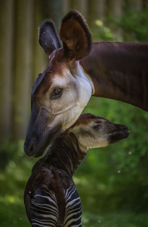 Chester Zoo has a new okapi baby and it couldn't be more adorable - The Irish News