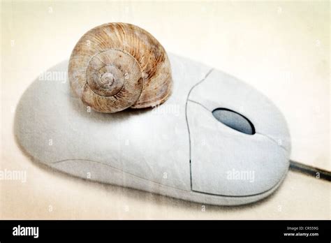 Computer mouse with a snail shell, symbolic image for two-tiered Internet Stock Photo - Alamy