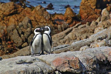 Free photo: Penguin Couple - Animal, Bird, Couple - Free Download - Jooinn