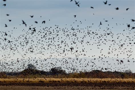 Dove Hunting - We Review How To - Texas Dove Hunting