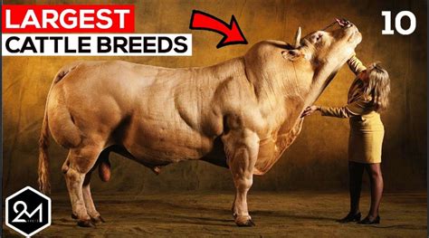 Top 10 Biggest Cattle Breeds In The World - Biggest Cows