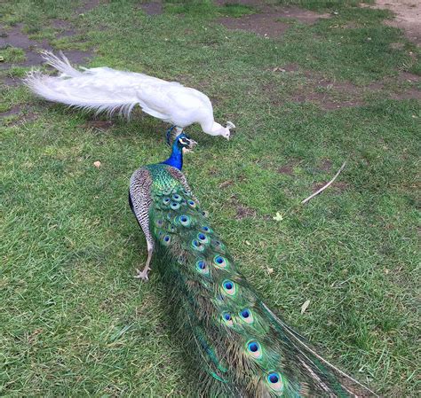 20 Beautiful Images of Peacocks - The Photo Argus