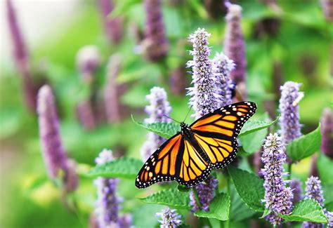 Monarch butterfly habitat focus of a new environmental program | TSLN.com