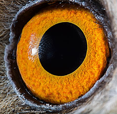 Extreme Close-Up Photos of Animal Eyes